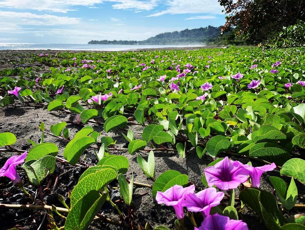 Perla Negra Beachfront Puerto Viejo de Talamanca 외부 사진