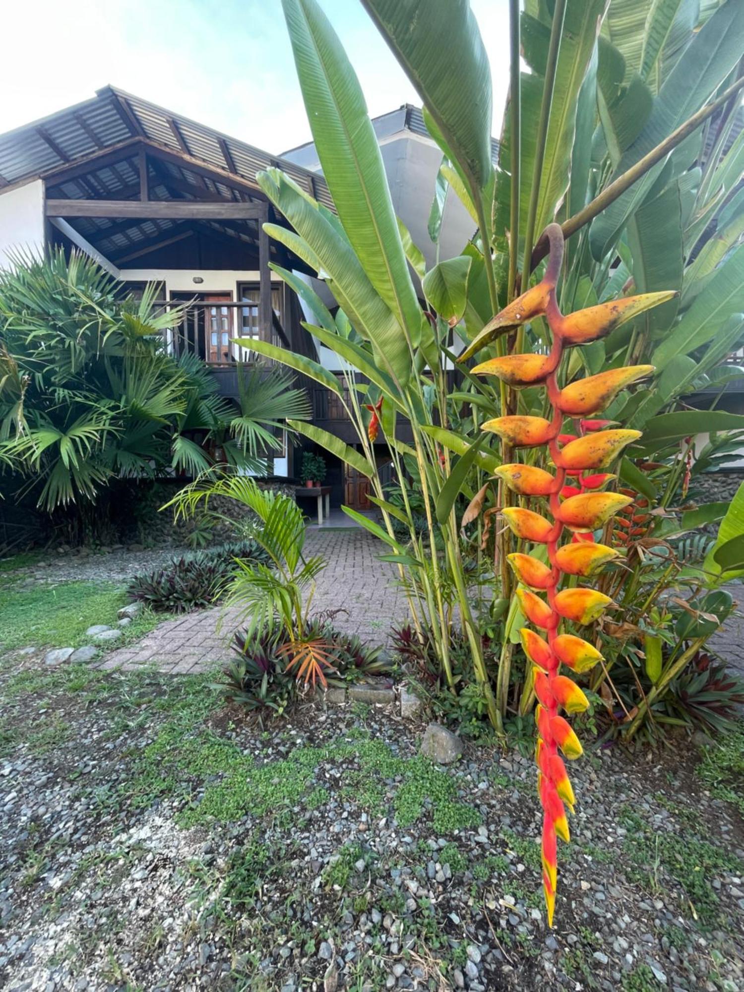 Perla Negra Beachfront Puerto Viejo de Talamanca 외부 사진